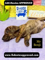 Mr Benji Brindle 💙, a male Miniature Dachshund for sale in Arapahoe, CO – 5 of 9