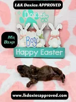 Mr Benji Brindle, a male Miniature Dachshund for sale in Arapahoe, CO – Photo 8 of 9