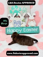 Mr Benji Brindle, a male Miniature Dachshund for sale in Arapahoe, CO – Photo 5 of 9