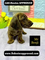 Mr Benji Brindle 💙, a male Miniature Dachshund for sale in Arapahoe, CO – 2 of 9