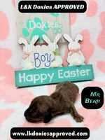 Mr Benji Brindle, a male Miniature Dachshund for sale in Arapahoe, CO – Photo 3 of 9