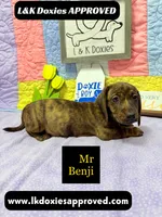 Mr Benji Brindle 💙, a male Miniature Dachshund for sale in Arapahoe, CO – 7 of 9