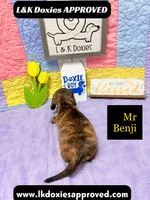 Mr Benji Brindle 💙, a male Miniature Dachshund for sale in Arapahoe, CO – 9 of 9