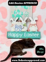 Mr Benji Brindle, a male Miniature Dachshund for sale in Arapahoe, CO – Photo 4 of 9