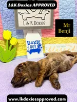 Mr Benji Brindle 💙, a male Miniature Dachshund for sale in Arapahoe, CO – 4 of 9