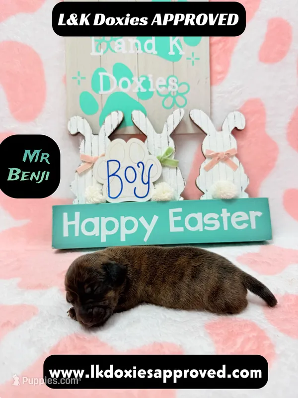 Mr Benji Brindle – Miniature Dachshund puppy for sale in Arapahoe, CO