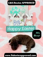 Mr Benji Brindle, a male Miniature Dachshund for sale in Arapahoe, CO – Photo 6 of 9