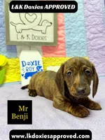 Mr Benji Brindle 💙, a male Miniature Dachshund for sale in Arapahoe, CO – 3 of 9
