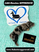 Mr Sheldon 785-821-1920, a male Miniature Dachshund for sale in Arapahoe, CO – 6 of 9