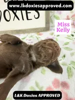 Miss Kelly 785-821-1920 LH, a female Miniature Dachshund for sale in Arapahoe, CO – 8 of 10