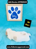 Mr Styx 785-821-1920 LH, a male Miniature Dachshund for sale in Arapahoe, CO – 9 of 10