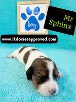 Mr Sphynx 795-821-1920 LH, a male Miniature Dachshund for sale in Arapahoe, CO – 2 of 10