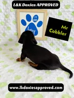 Mr Cobler 785-821-1920 SH, a male Miniature Dachshund for sale in Arapahoe, CO – 5 of 10