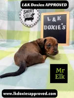 Mr Elk, a male Miniature Dachshund for sale in Arapahoe, CO – 3 of 10