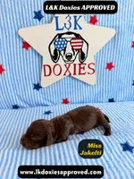 Miss Jakelti, a female Miniature Dachshund for sale in Arapahoe, CO – 8 of 9