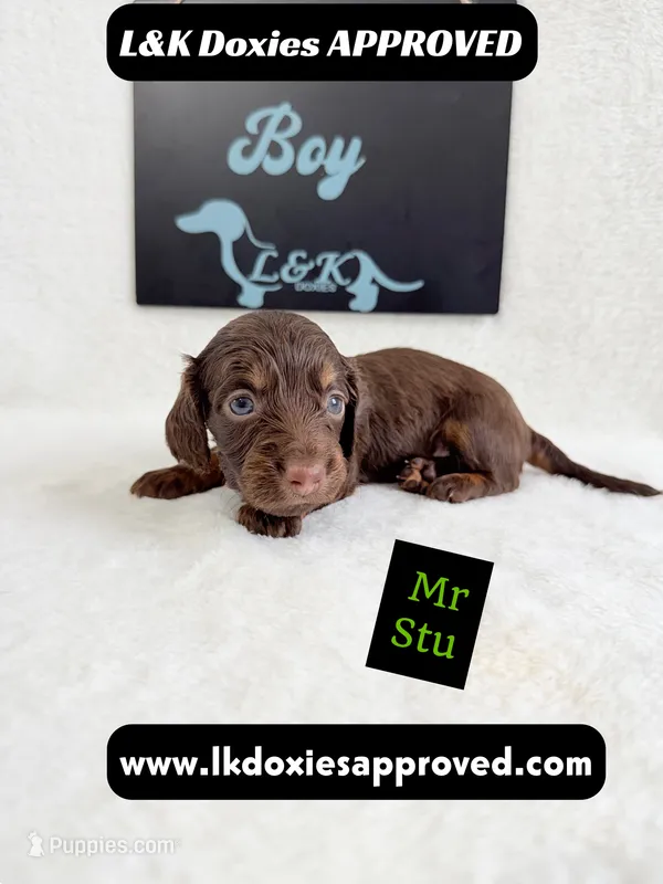 Mr Stu 785-821-1920 – Miniature Dachshund puppy for sale in Arapahoe, CO