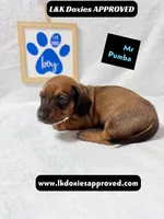 Mr Pumba 785-821-1920, a male Miniature Dachshund for sale in Arapahoe, CO – 10 of 10