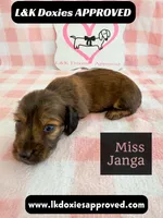 Miss Janga, a female Miniature Dachshund for sale in Arapahoe, CO – 3 of 10