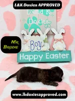 Mr Brodie, a male Miniature Dachshund for sale in Arapahoe, CO – Photo 5 of 9