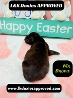 Mr Brodie, a male Miniature Dachshund for sale in Arapahoe, CO – Photo 7 of 9