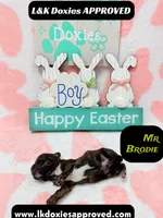 Mr Brodie, a male Miniature Dachshund for sale in Arapahoe, CO – Photo 8 of 9