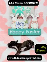 Mr Brodie, a male Miniature Dachshund for sale in Arapahoe, CO – Photo 9 of 9