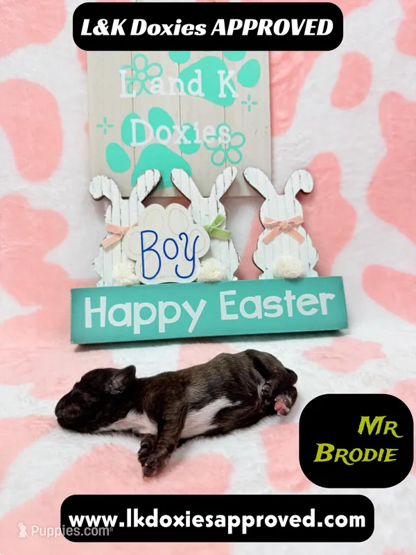 Mr Brodie – Miniature Dachshund puppy for sale in Arapahoe, CO