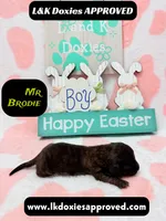 Mr Brodie, a male Miniature Dachshund for sale in Arapahoe, CO – Photo 2 of 9