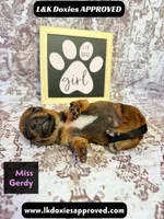 Miss Gerdi SH NO Dapple genes, a female Miniature Dachshund for sale in Arapahoe, CO – 10 of 10