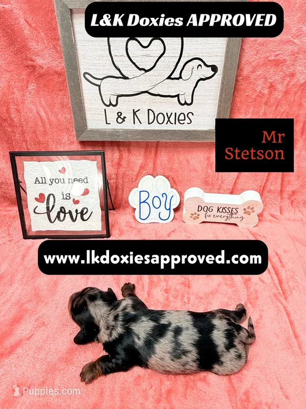 Mr Stetson Dapple LH  – Miniature Dachshund puppy for sale in Arapahoe, CO