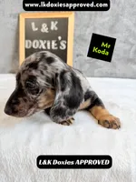 Mr Koda  785-821-1920 SH, a male Miniature Dachshund for sale in Arapahoe, CO – 7 of 10