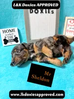 Mr Sheldon 785-821-1920, a male Miniature Dachshund for sale in Arapahoe, CO – 4 of 10