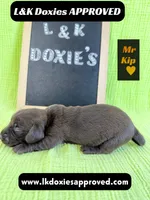 Mr. Kip 785-821-1920, a male Miniature Dachshund for sale in Arapahoe, CO – 8 of 10