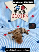 Me Jager, a male Miniature Dachshund for sale in Arapahoe, CO – 2 of 9