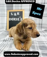 Mr Spes 785-821-1920, a male Miniature Dachshund for sale in Arapahoe, CO – 8 of 9