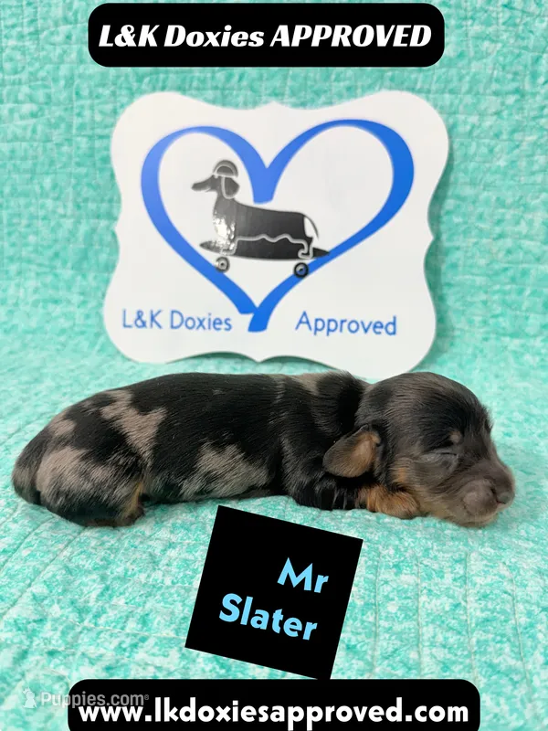 Mr Slater 785-821-1920 – Miniature Dachshund puppy for sale in Arapahoe, CO