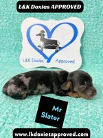 Mr Slater 785-821-1920, a male Miniature Dachshund for sale in Arapahoe, CO – 1 of 10