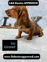 Mr Grover Dapple 💙, a male Miniature Dachshund for sale in Arapahoe, CO – 4 of 10