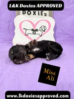 Miss Ali 785-821-1920, a female Miniature Dachshund for sale in Arapahoe, CO – 4 of 10