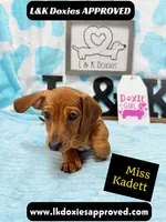 Miss Kadett 785-821-1920, a female Miniature Dachshund for sale in Arapahoe, CO – 8 of 10