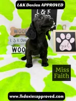 Miss Faith  785-821-1920, a female Miniature Dachshund for sale in Arapahoe, CO – 6 of 10