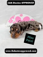 Miss Patzi DAPPLE text 785-821-1920, a female Miniature Dachshund for sale in Arapahoe, CO – 5 of 9