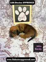 Miss Gerdi SH NO Dapple genes, a female Miniature Dachshund for sale in Arapahoe, CO – 5 of 10