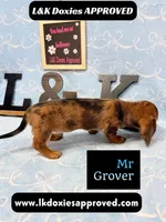 Mr Grover Dapple 💙, a male Miniature Dachshund for sale in Arapahoe, CO – 7 of 10