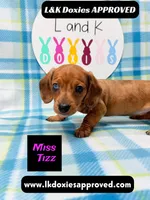 Miss Tizz, a female Miniature Dachshund for sale in Arapahoe, CO – 9 of 10