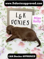 Miss Kelly 785-821-1920 LH, a female Miniature Dachshund for sale in Arapahoe, CO – 4 of 10