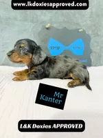 Mr Kantor 785-821-1920, a male Miniature Dachshund for sale in Arapahoe, CO – 5 of 10