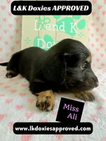 Miss Ali 785-821-1920, a female Miniature Dachshund for sale in Arapahoe, CO – 1 of 9
