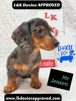 Mr Jenson 💙, a male Miniature Dachshund for sale in Arapahoe, CO – 3 of 10