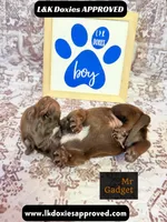 Mr Gadget SH , a male Miniature Dachshund for sale in Arapahoe, CO – 10 of 10